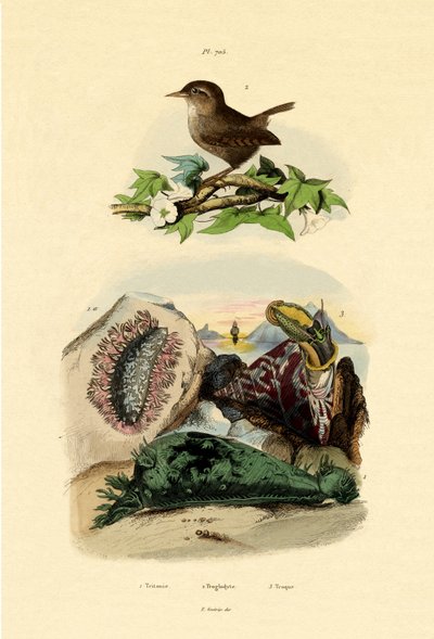 Meeresschnecke von French School